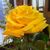 Johnnie Moore-Denton's profile image