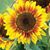 Lisa Artis's profile image