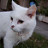 Blankitty's profile image