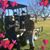 Linda Morse's profile image