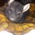 Dani Hoffman-neubacher's profile image