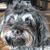 Carol Aaron's profile image