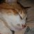 Kathie Drake Lautenslager's profile image