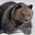 Marsh Sedai's profile image