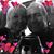 Anna Golan's profile image
