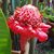 Francine Helene Leignel's profile image