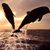 Jaco Pretorius's profile image