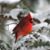 Shari Davis's profile image