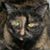 Petunia Sirois's profile image