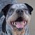 Beki Safar's profile image