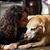 Lisa Ann Caparra's profile image