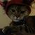 Janisha King's profile image