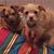 Tia Chappell Rapps's profile image
