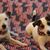 Faith Letendre's profile image