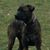 Amy Adame's profile image