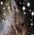 Gail Foster's profile image