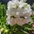 Bony Pinzon's profile image
