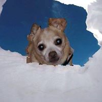 Francine McAllister- Carlson's profile image