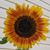 Crystal Lusiak-Esser's profile image