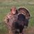 Alvis Lewis's profile image