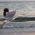 Linda Moretti Butterfield's profile image
