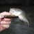 Michelle Shodlouski Shelton's profile image