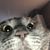 Stacy Waldron Vasilak's profile image