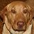 Lois Ann Lee's profile image
