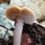 Lisa McLennan's profile image