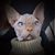 Brenda Werstein's profile image