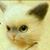 Lily Yang's profile image