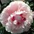 Heather Asay's profile image