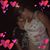 Dawn VAlentine-Barrow's profile image