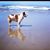 Jocy Bond's profile image