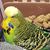 Laura Lee Selwitschka's profile image