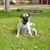 Gary Merrell's profile image