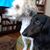 Charlotte Lamb's profile image