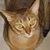 Joanie Splain's profile image