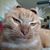 Bob Karmi's profile image
