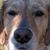 Ann Goulding's profile image