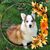 Danni Carricato Brunner's profile image