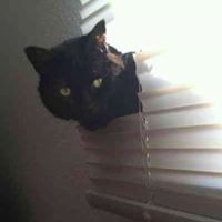 Jesse Joseph Flores's profile image