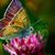Tracey Pickrell Mavis's profile image