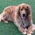 Grady Golden Johnson's profile image