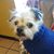 Debbie Harris's profile image