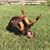 Lisa Evaschuk's profile image