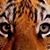 Steve Eichhorst's profile image