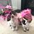 Donna Ayres Rhodes's profile image