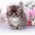 Christine Harris's profile image
