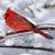 Kathy Condie Herman's profile image